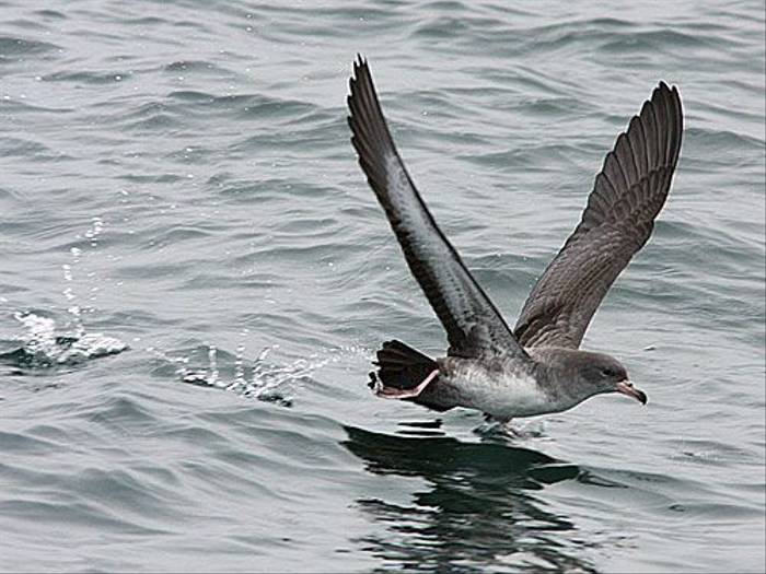 Pink-footed Shearwater (Peter Dunn)