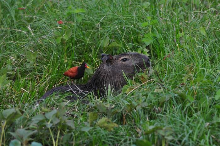 Capybara & Wattled Jacana (by Louise Kingston - June 2022).JPG