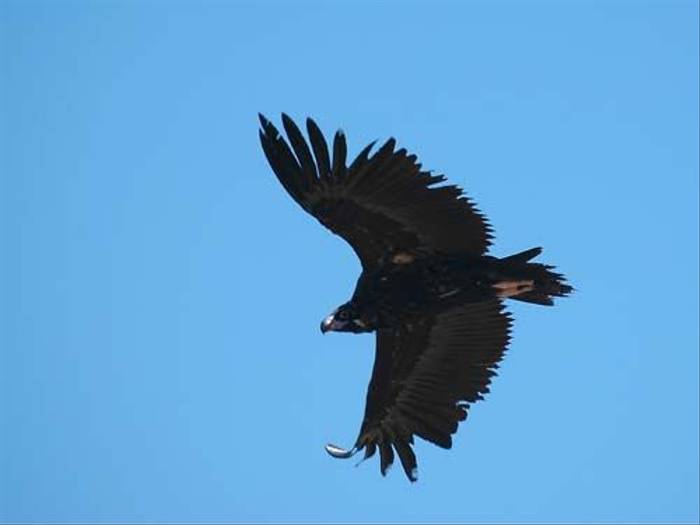 Cinereous Vulture (David Morris)