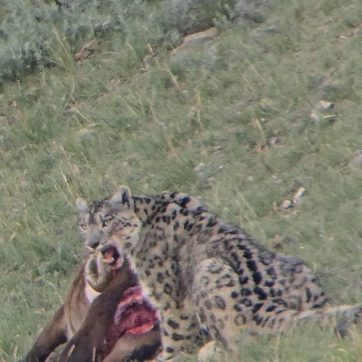 Snow Leopard, Altai, Mongolia