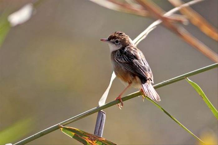 Fan-tailed Warbler (Peter Dunn)