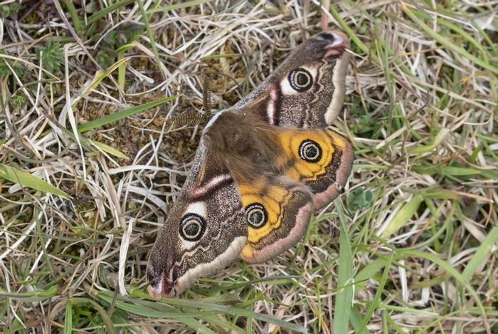 Emperor Moth (Bob Eade).jpg