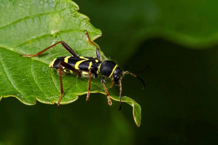 Wasp Beetle (David Jackson).jpg