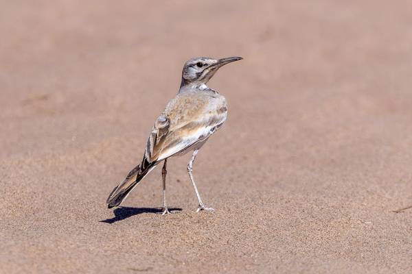 Greater Hoopoe-lark (Mike Unwin) Image