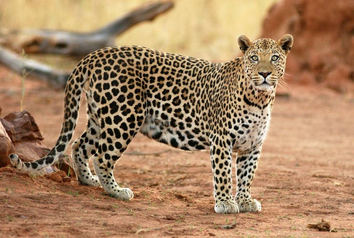 Leopard, Okonjima