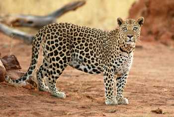 Leopard, Okonjima