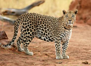 Go Slow in Namibia