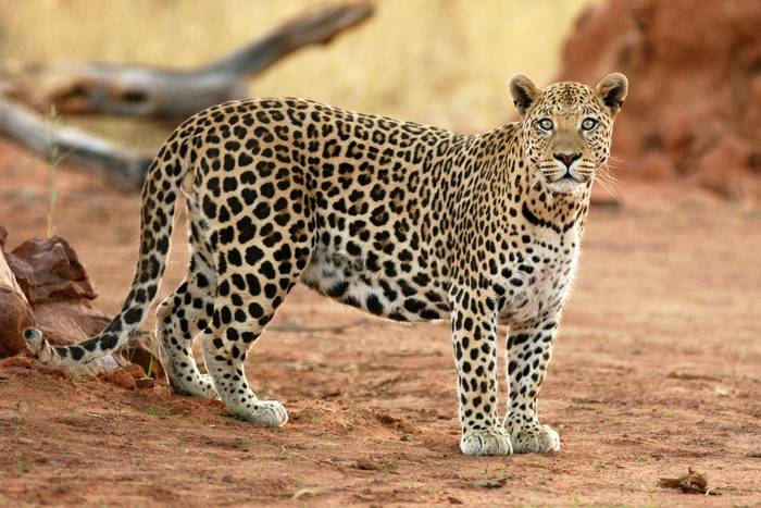 Leopard, Okonjima