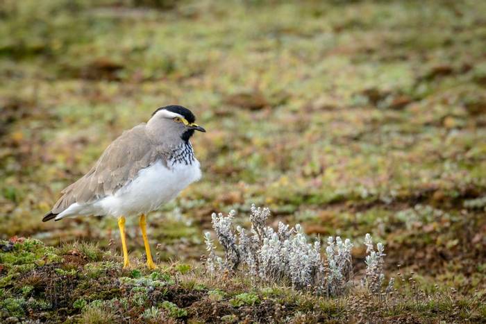 Spot-breasted Lapwing