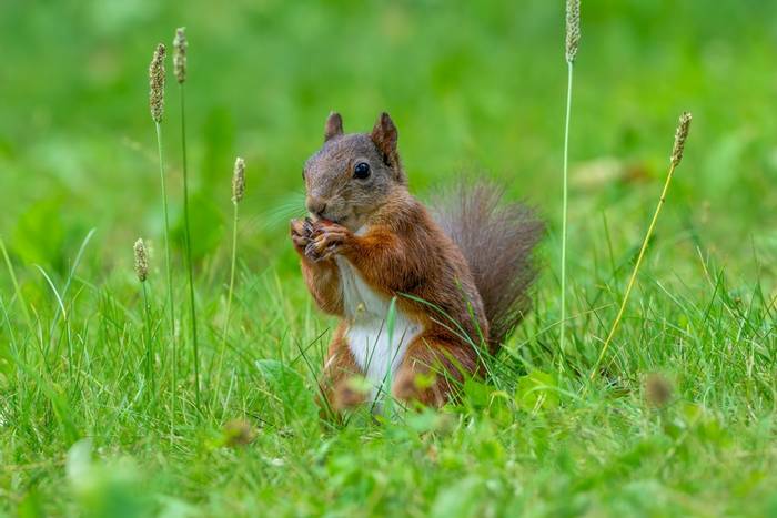 Red Squirrel (Will Crombie).jpg