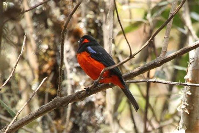 Scarlet-bellied Mountain-Tanager (Roger Wasley)