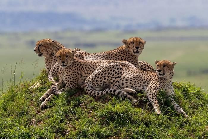 Cheetahs (Iain McFadyen).jpg