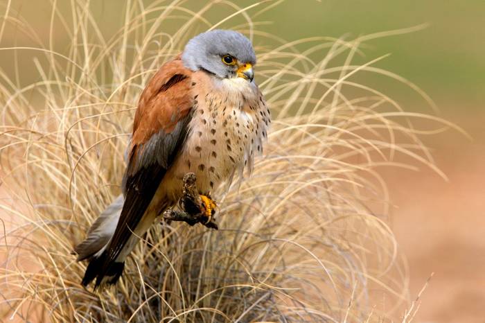 Lesser Kestrel shutterstock_1090091378.jpg
