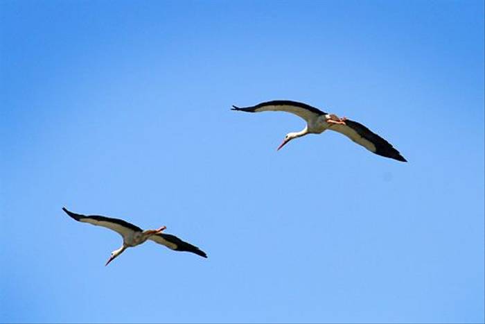 White Storks in flight (Ken Williams)