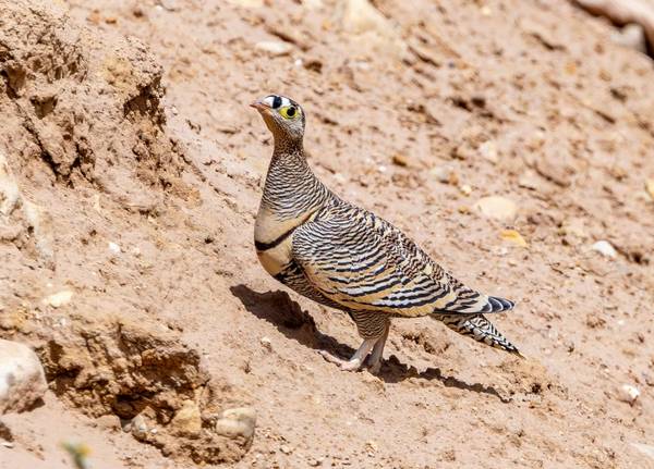 Liechtenstein's Sandgrouse © Mike Unwin