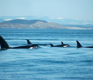 intrepid-san-juan-islands-shutterstock_99512558.jpg