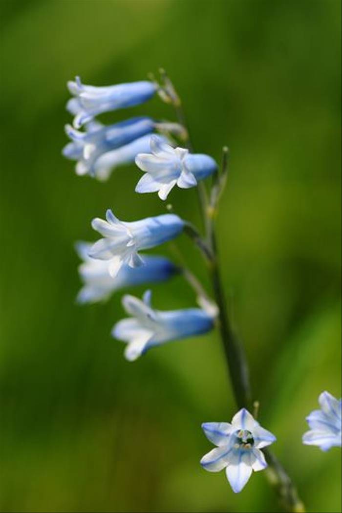 Pyrenean Hyacinth (David Morris)