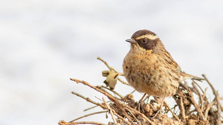 Radde's Accentor shutterstock_1803795430.jpg