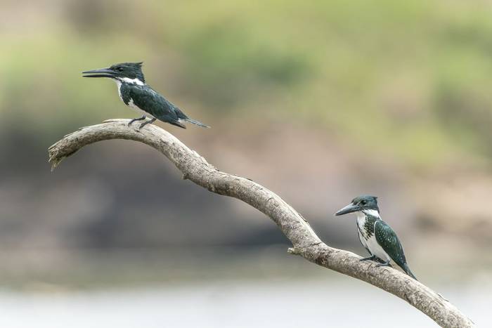 Amazon Kingfisher, Laguna de Lagarto, Costa Rica, 4 April 2022 KEVIN ELSBY FRPS.jpg