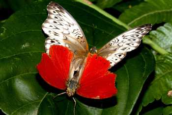 Blood-Red Glider, F. above M., Atewa Hills, Bill Berthet.jpg