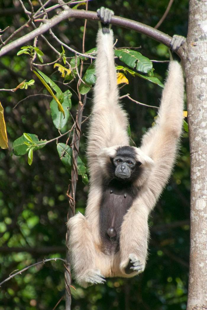 Pileated Gibbon