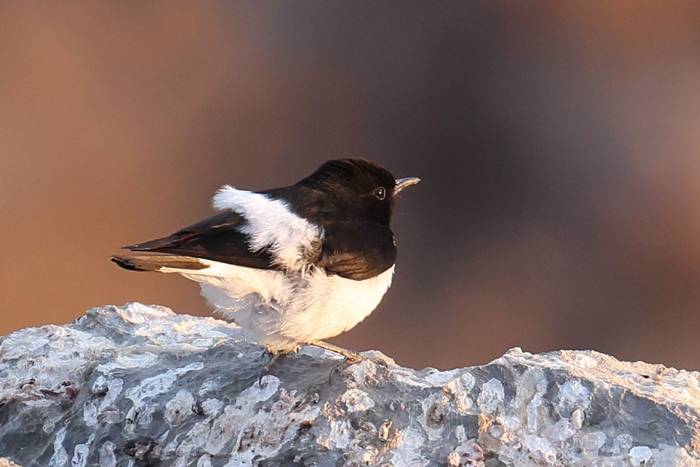 Hume's Wheatear © Alleyn Plowright, Feb 2026 tour