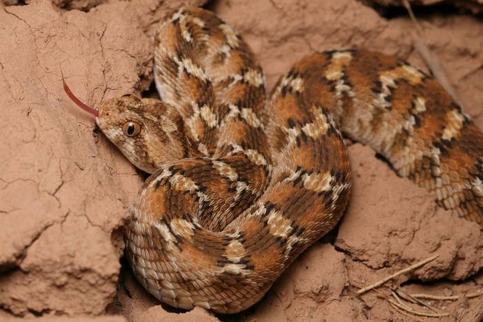 Saw-scaled Viper (Echis leucogaster) © Dan Kane, September 2025 tour