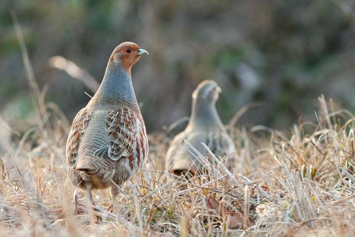 Grey Partridge shutterstock_340229837.jpg