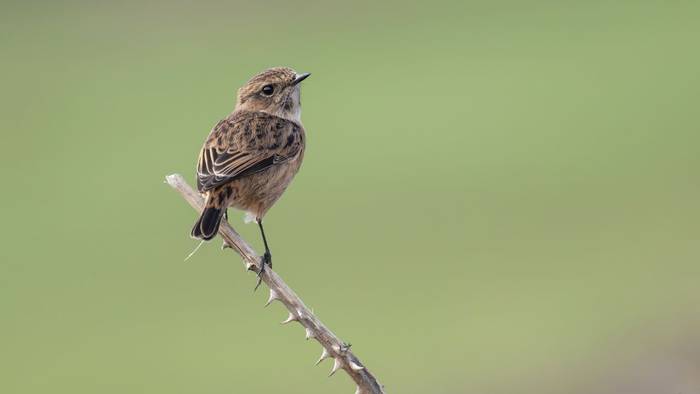 Stonechat (Bob Eade)