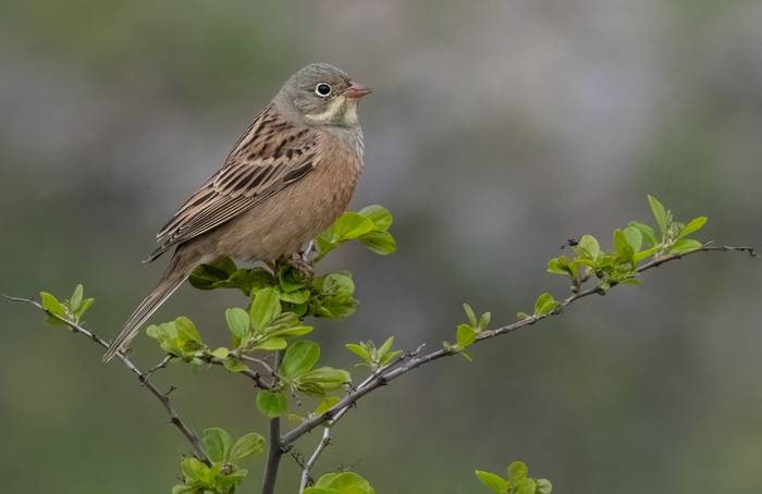 Ortolan Bunting  © Chris Griffin, April 2025