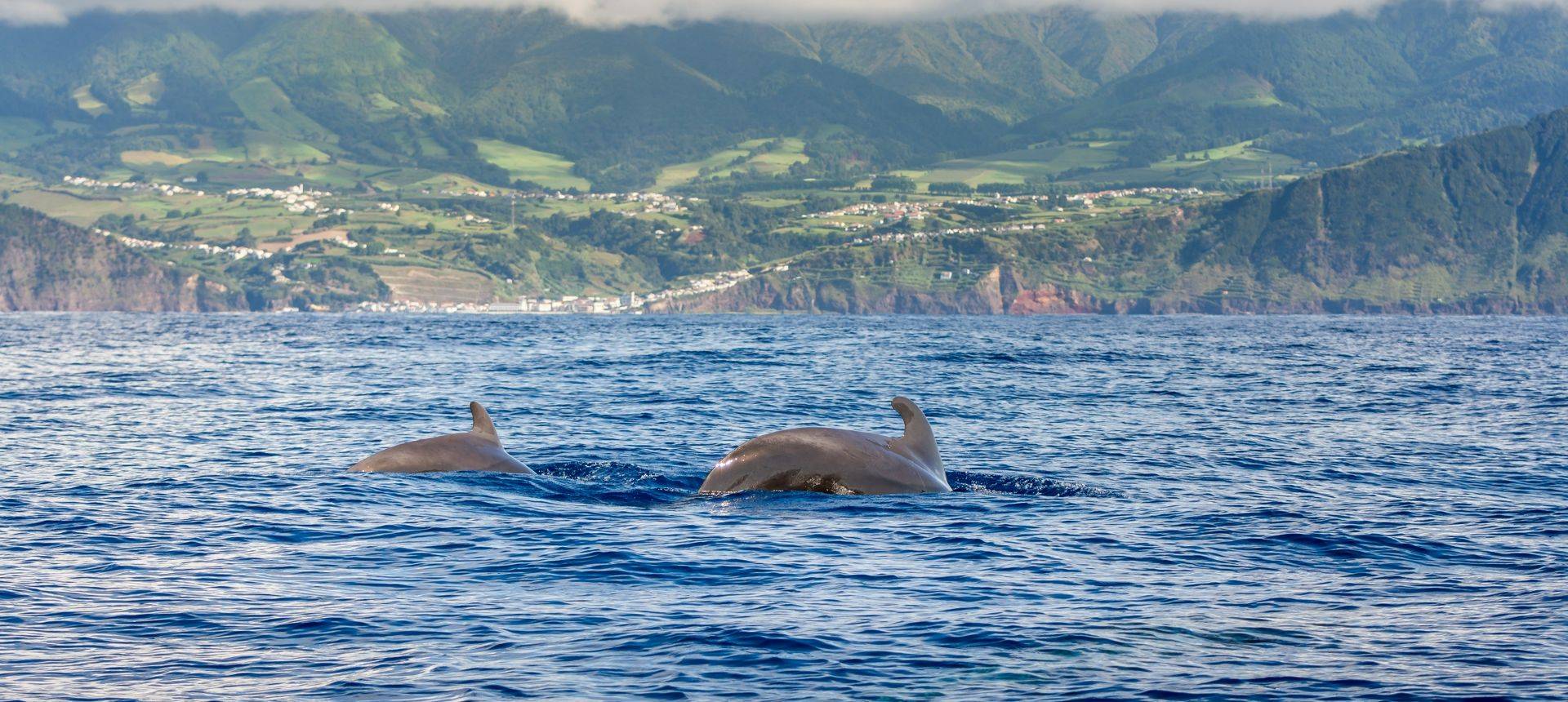 Naturetrek Wildlife Holidays Great Whales Of The Azores