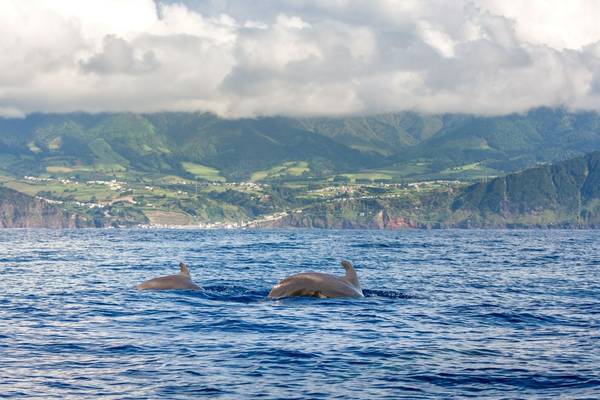 Sao Miguel, Azores Shutterstock 724246156