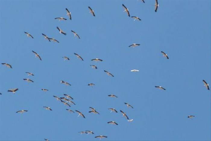 White Storks and Spoonbills migrating (Byron Palacios)