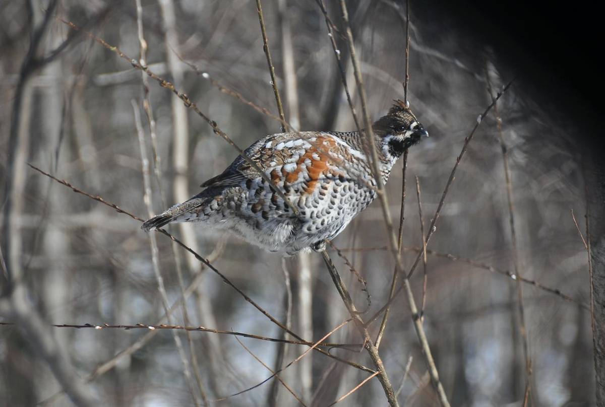 Hazel Grouse. Durminskoye