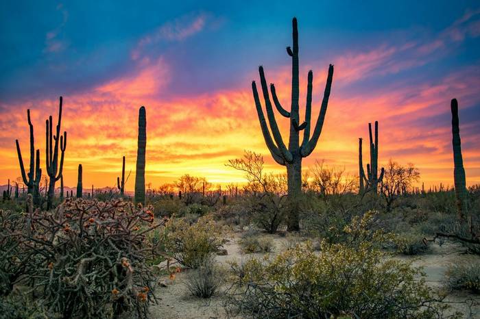 Sagauro Cacti, Arizona Shutterstock 1096091927