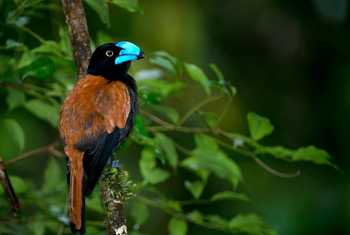 Helmet Vanga shutterstock_1430444597.jpg