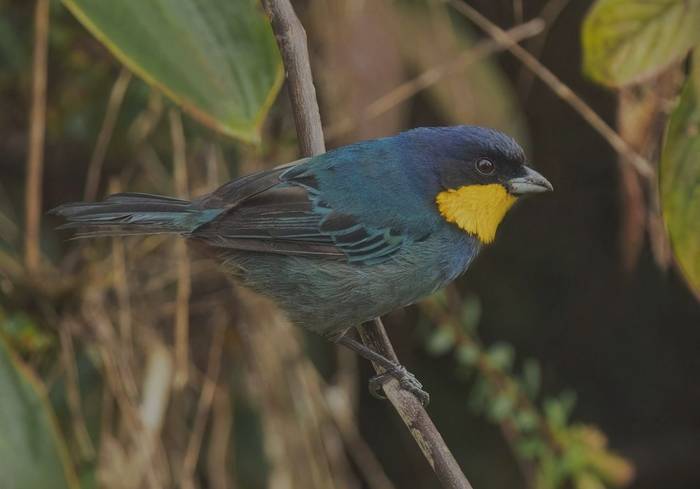 Purplish-mantled Tanager (Ian Hilton).jpg