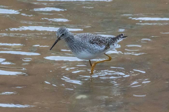 Lesser Yeallowlegs.jpg