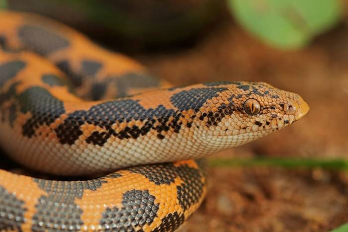 Kenyan Sand Boa (Eryx colubrinus) © Laura and Bobby Bok, April 2023
