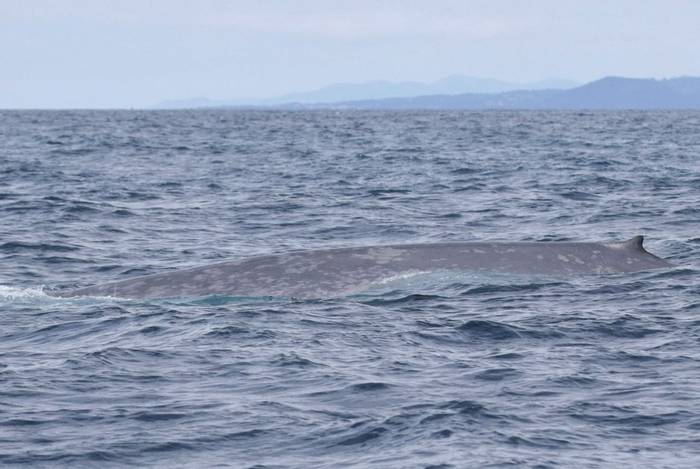 Blue Whale -- Matt Eade.jpg