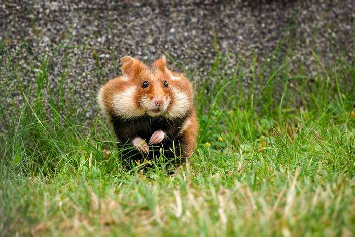 European Hamster (Will Crombie)