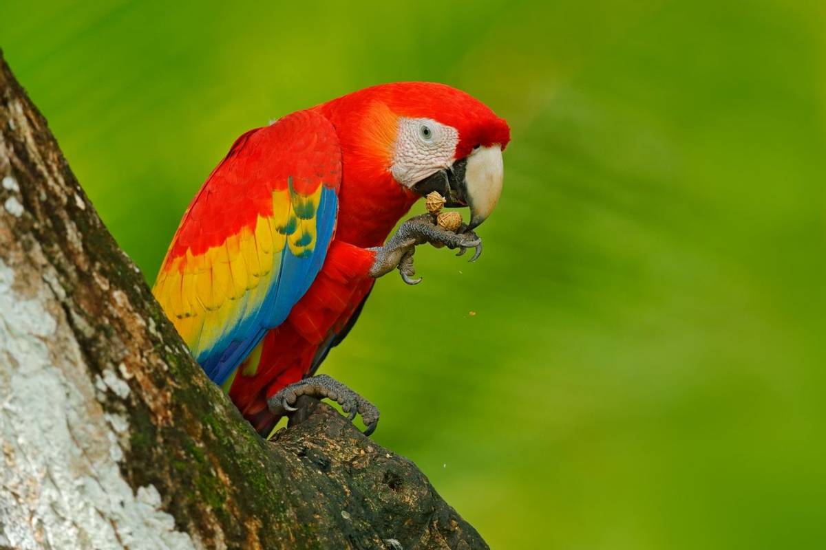 Parrot Scarlet Macaw, Ara macao, in green tropical forest with nut, Costa Rica, Wildlife scene from tropic nature. Red bird …
