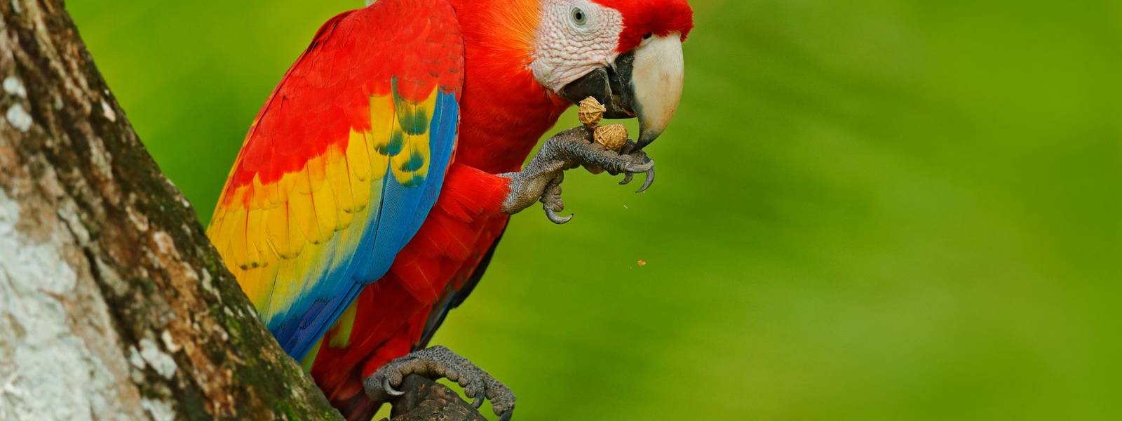 Parrot Scarlet Macaw, Ara macao, in green tropical forest with nut, Costa Rica, Wildlife scene from tropic nature. Red bird …