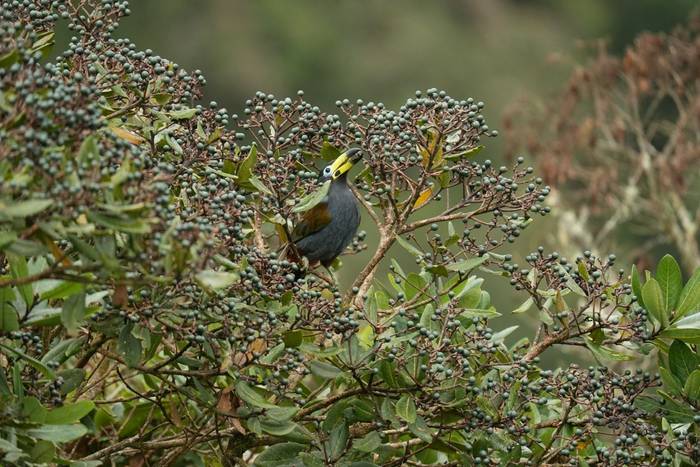 Hooded Mountain-Toucan © Luis Panama, October 2025