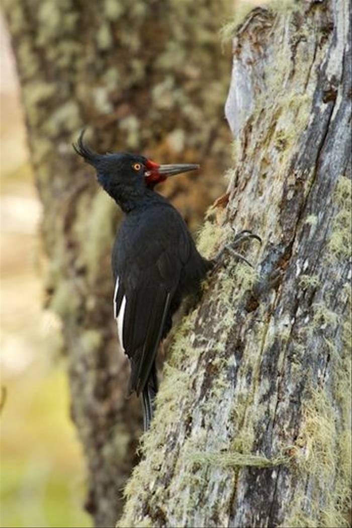 Megallanic Woodpecker (David Allen)