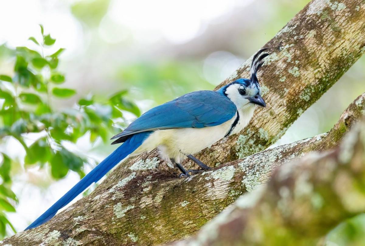 White-throated Magpie, Mexico shutterstock_2100750799.jpg