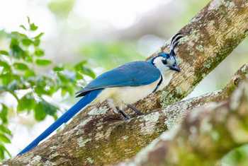 White-throated Magpie, Mexico shutterstock_2100750799.jpg