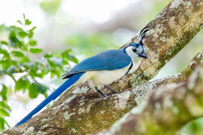 White-throated Magpie, Mexico shutterstock_2100750799.jpg