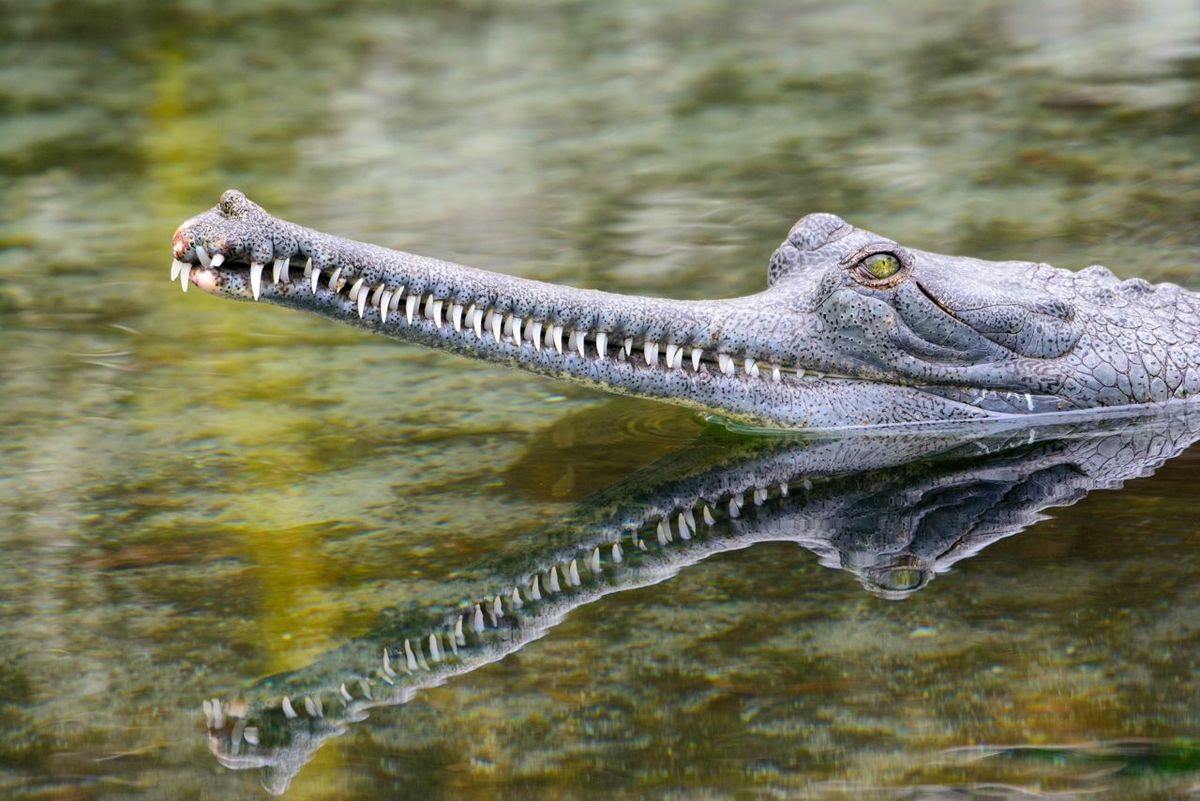 indian gharial (Gavialis gangeticus) Close-up