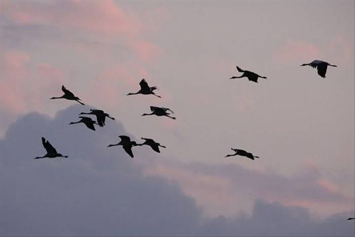 Common Cranes at sunset (Daniel Green)